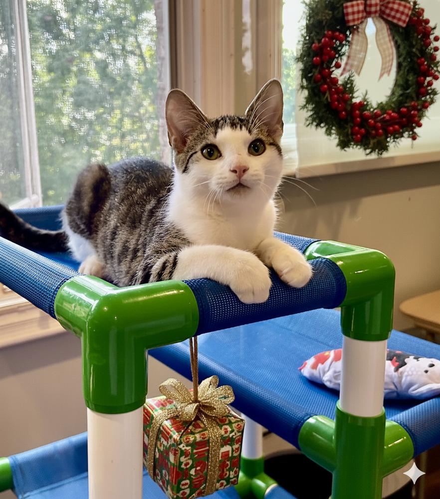 Snickerdoodle, Adoptable, Kitten Male Domestic Short Hair.