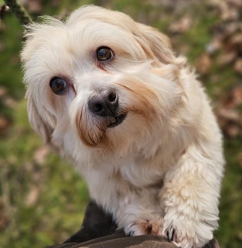 Rollie Rollo, Adopted, Adult Male Havanese.
