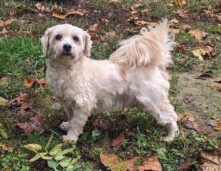 Enlarge Rollie Rollo, a Adopted Havanese in Capon Bridge, WV image 2/3