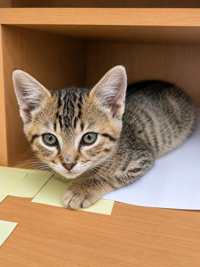 Mando, Adoptable, Kitten Male Domestic Short Hair.