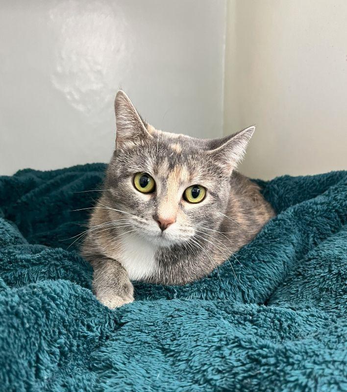 Enlarge Cleo, a Adoptable mixed breed in Genoa, IL image 1/1