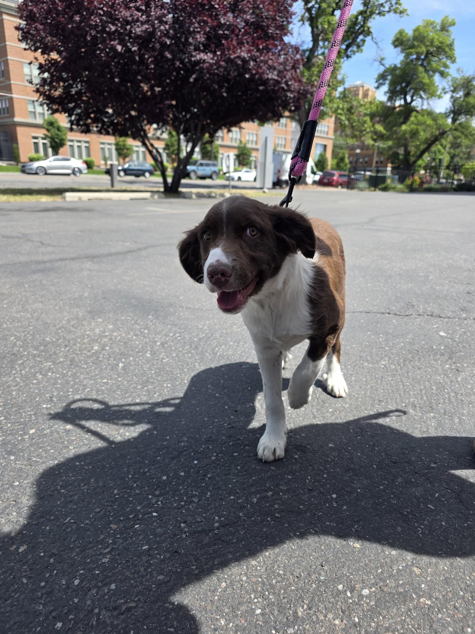 Donovan, Adoptable, Young Male Wirehaired Pointing Griffon & German Shepherd Dog.
