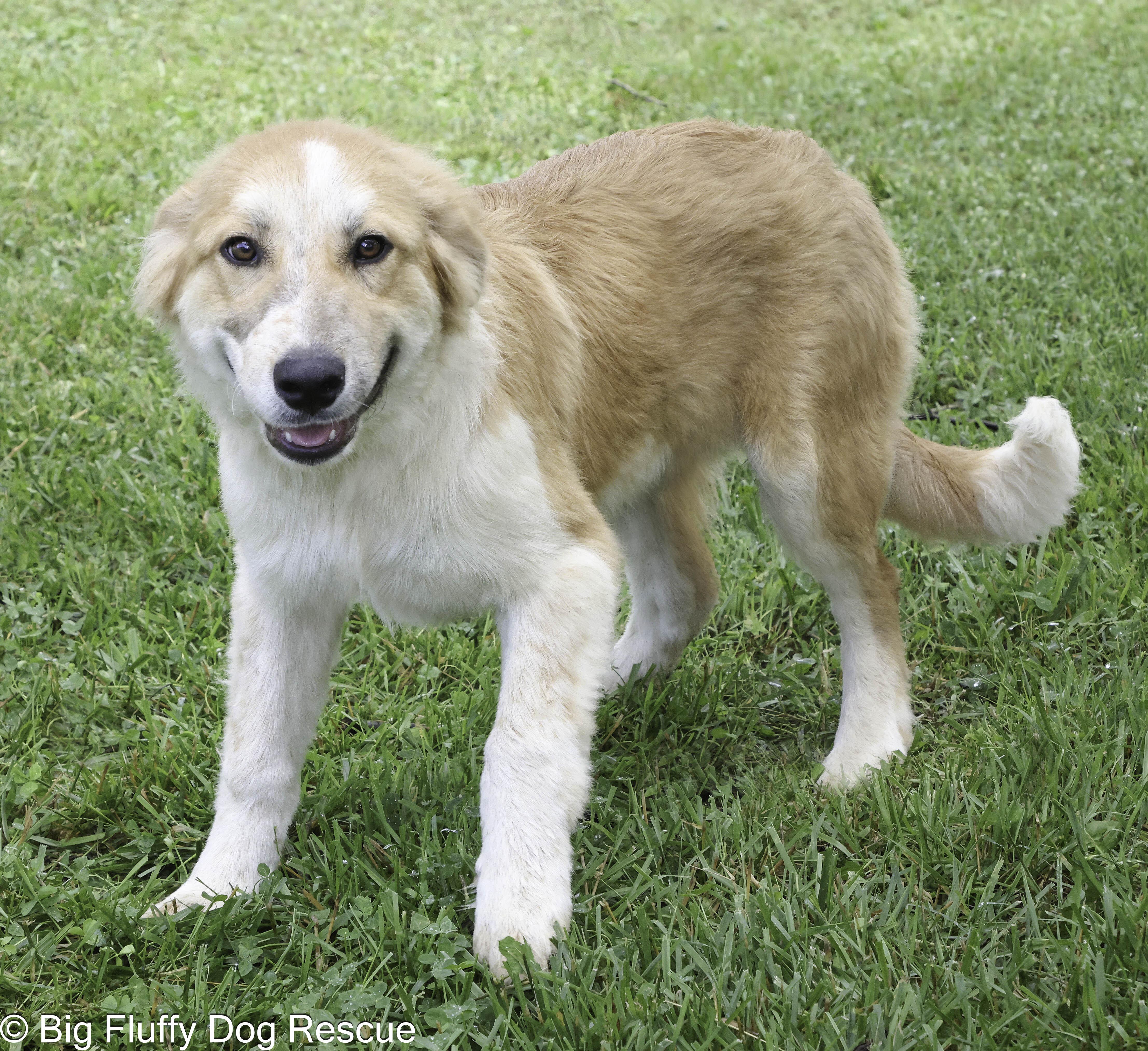 Enlarge Hamish, an adopted mixed breed in Inwood, WV image 4/4