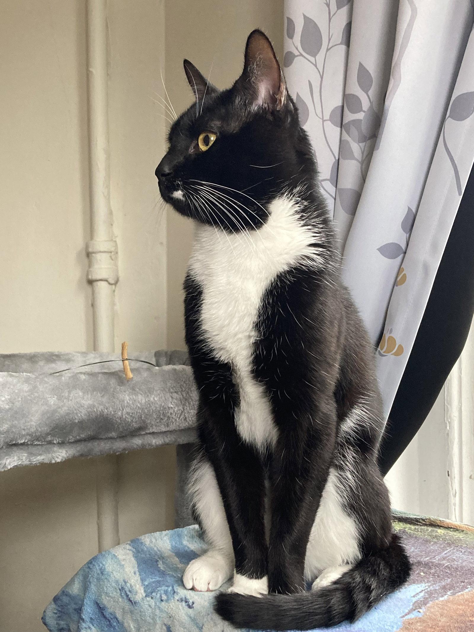 Jupiter, Adopted, Young Male Domestic Short Hair.