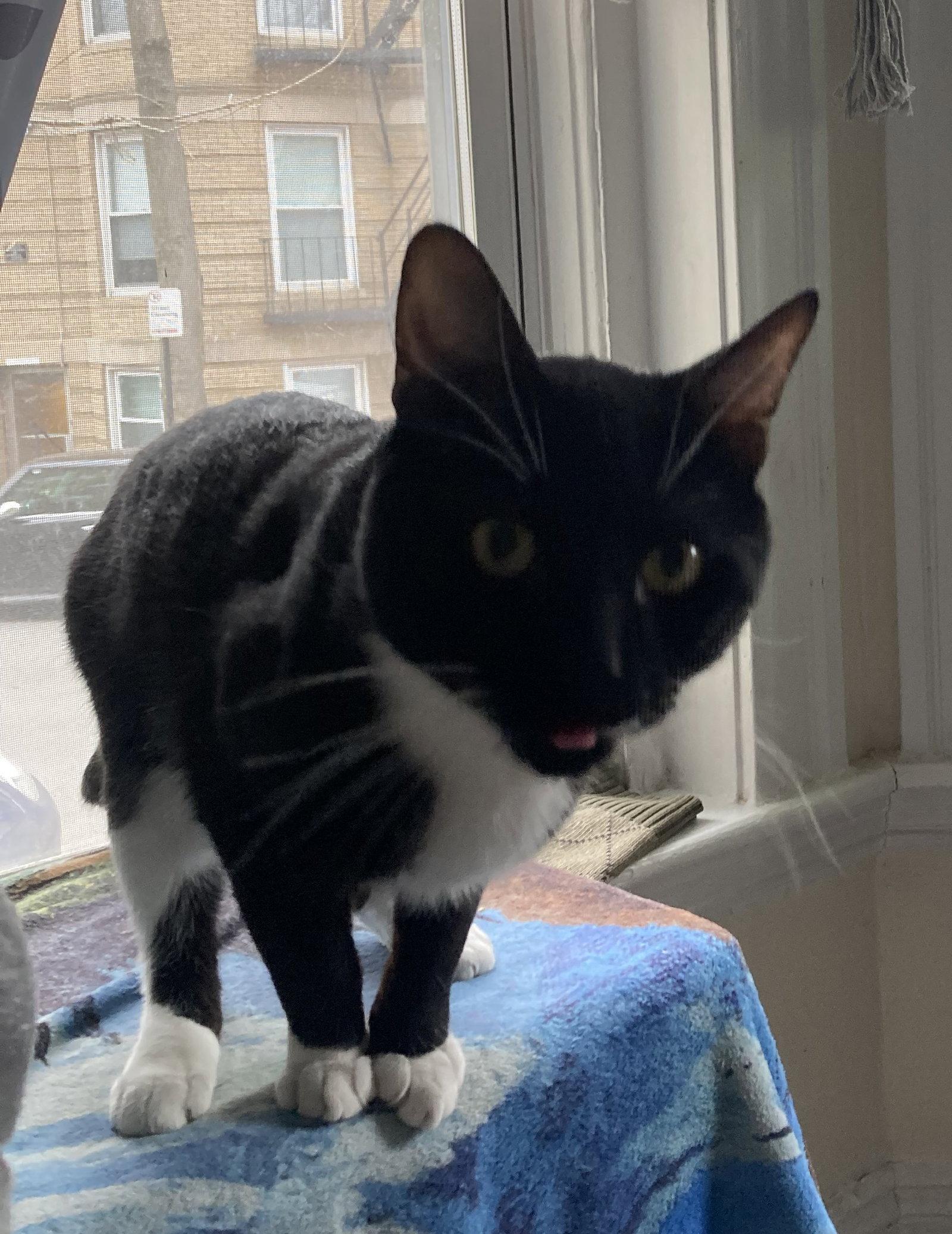 Enlarge Jupiter, a Adopted Domestic Short Hair in Somerville, MA image 2/3