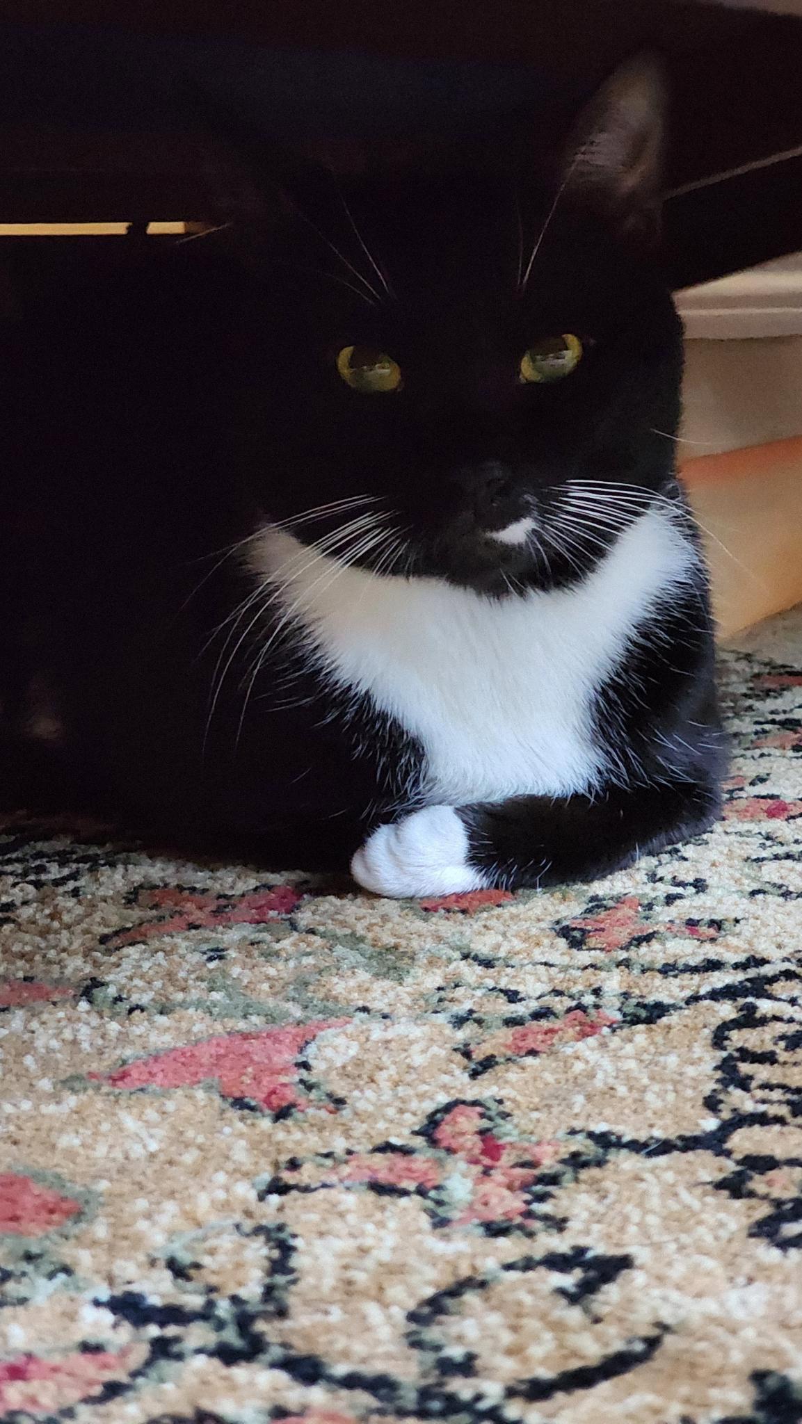 Enlarge Jupiter, a Adopted Domestic Short Hair in Somerville, MA image 3/3
