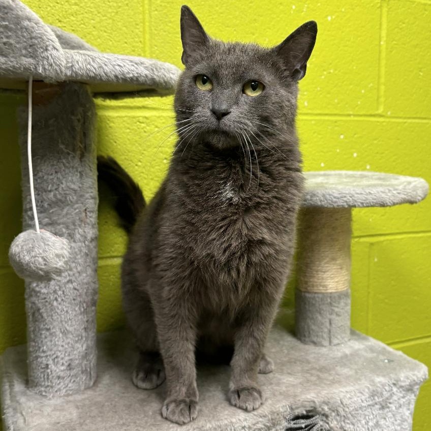 Tiki, a Adoptable Domestic Short Hair in Waynesburg, PA image 1/6