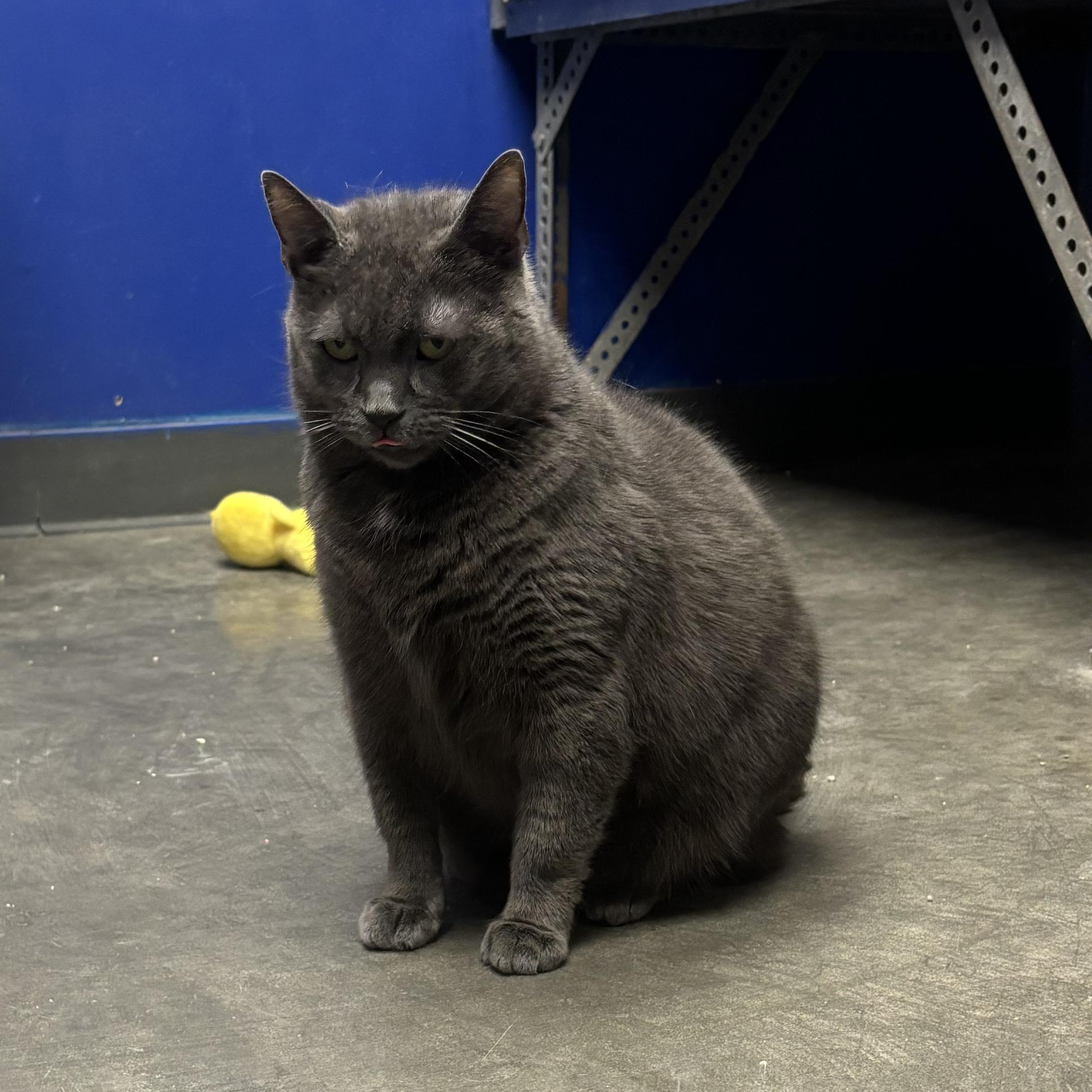 Tiki, a Adoptable Domestic Short Hair in Waynesburg, PA image 5/6