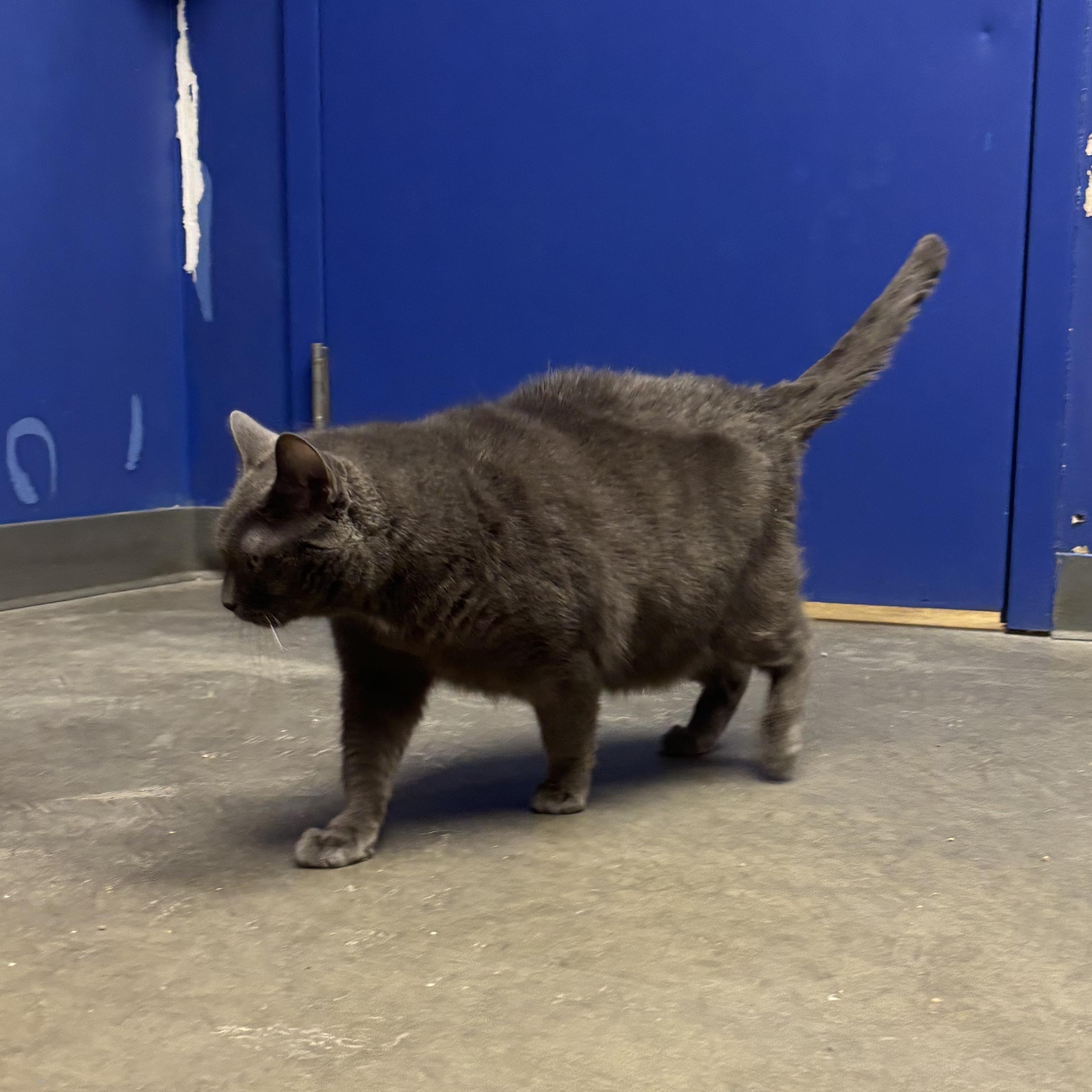 Tiki, Adoptable, Adult Female Domestic Short Hair.