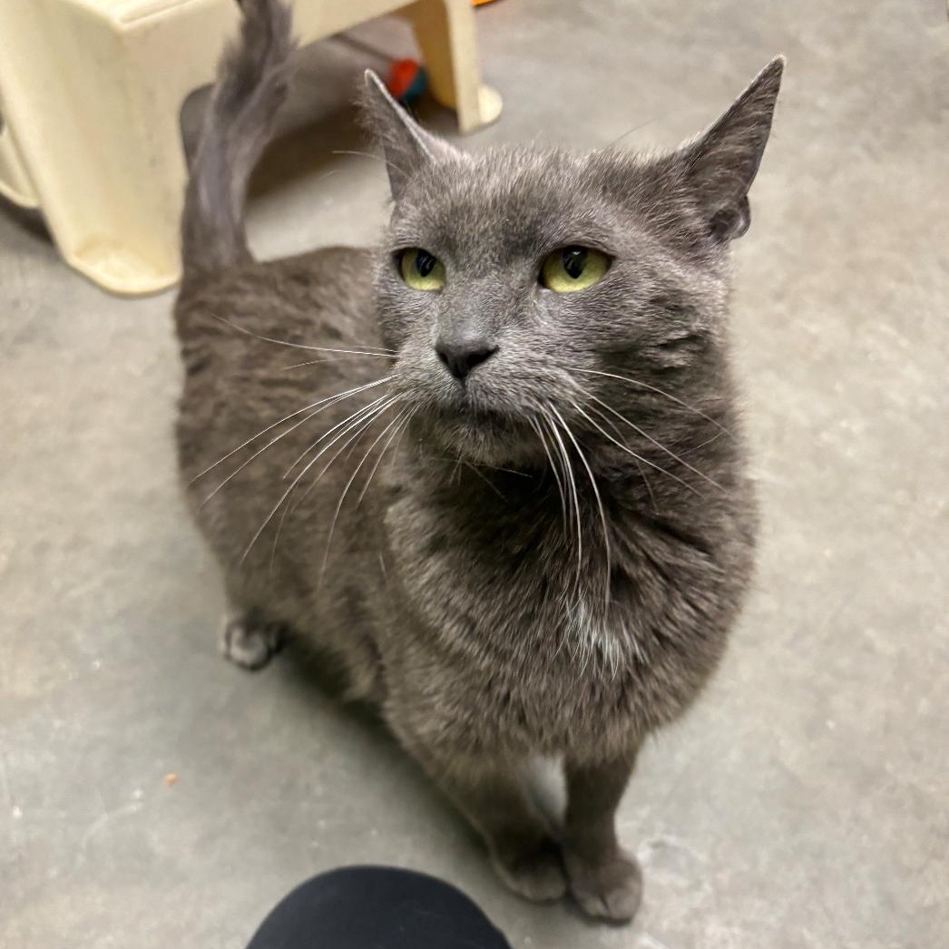 Tiki, a Adoptable Domestic Short Hair in Waynesburg, PA image 4/6