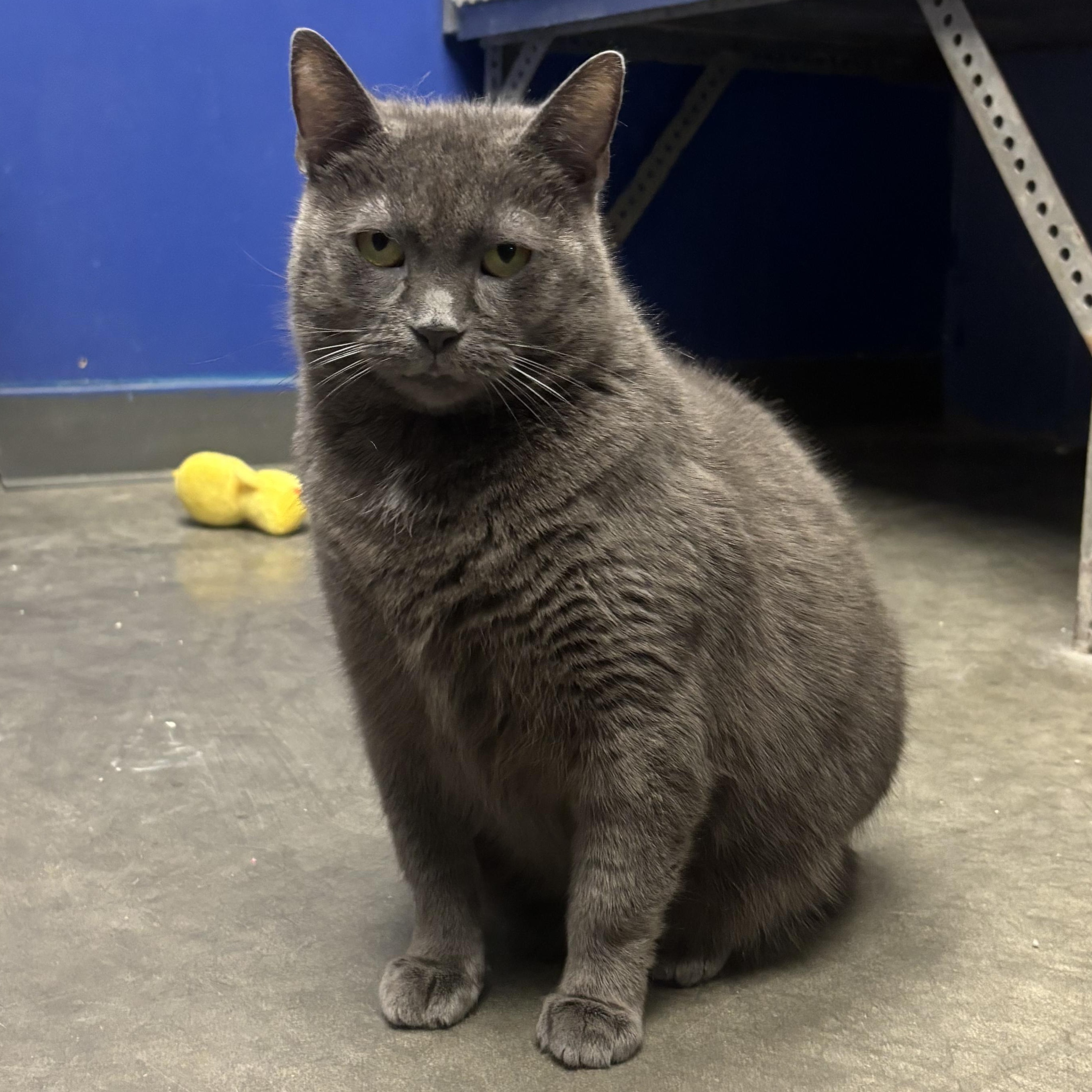 Tiki, a Adoptable Domestic Short Hair in Waynesburg, PA image 2/6