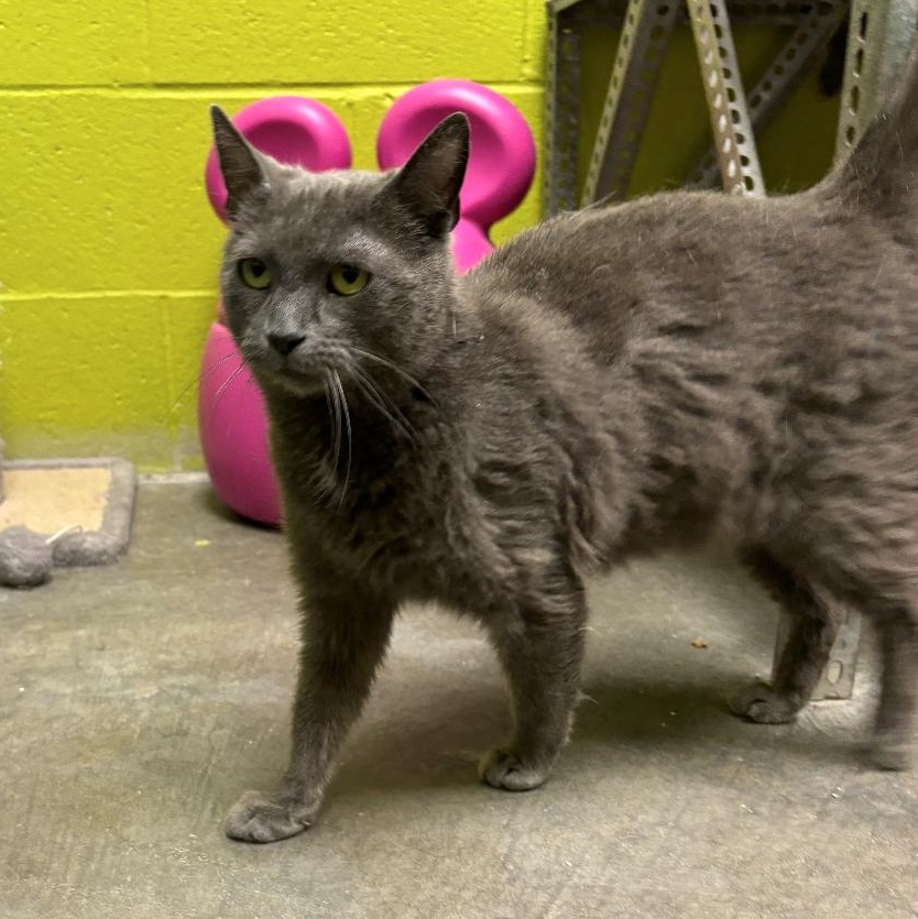 Tiki, a Adoptable Domestic Short Hair in Waynesburg, PA image 3/6