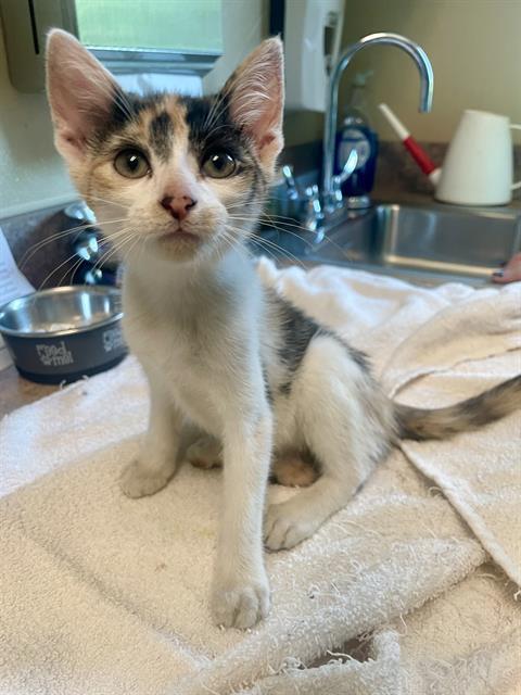 Enlarge COD, a Adoptable Domestic Short Hair in Clyde, NC image 1/1