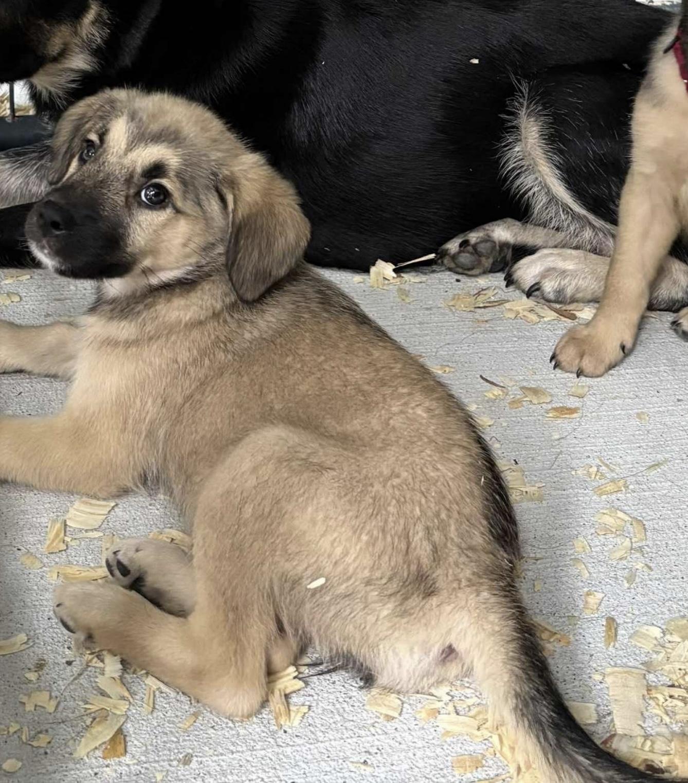 Hope , adopted, Puppy Female German Shepherd Dog.