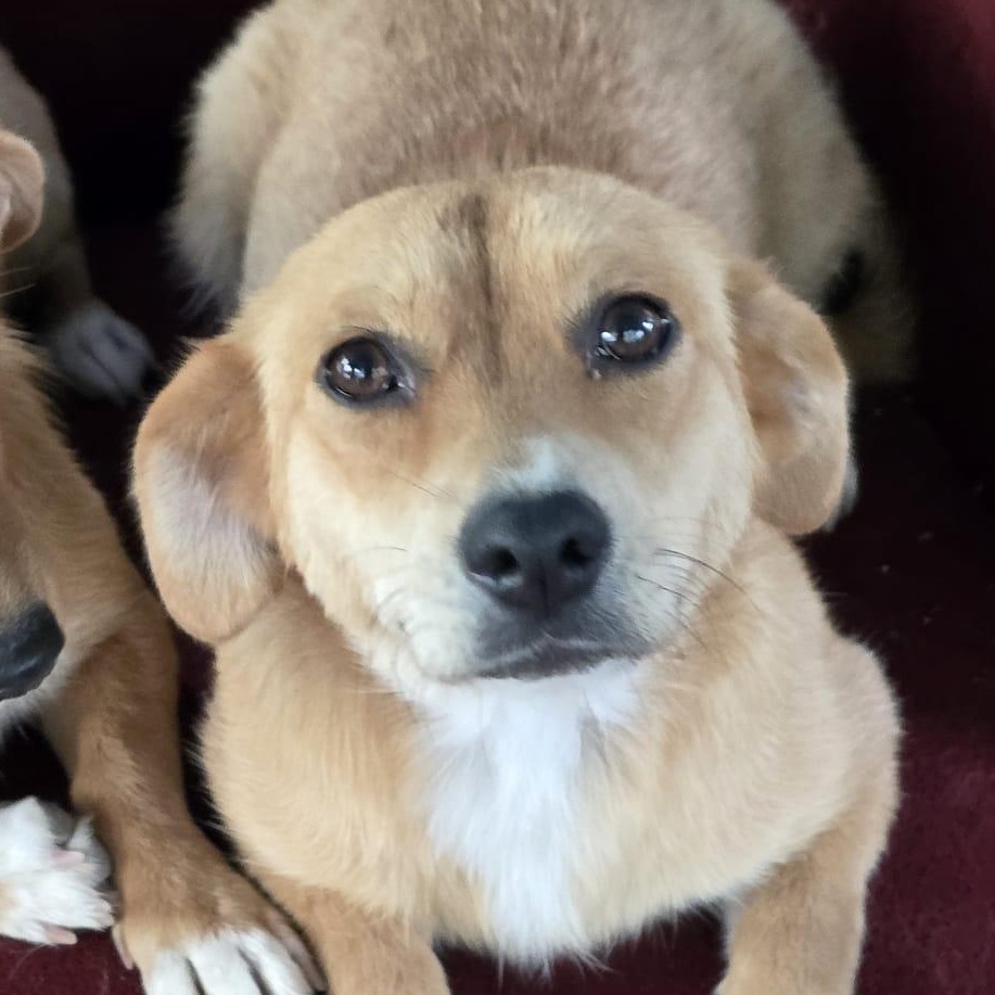 Ayla, a Adoptable mixed breed in Kirkland, WA image 2/3