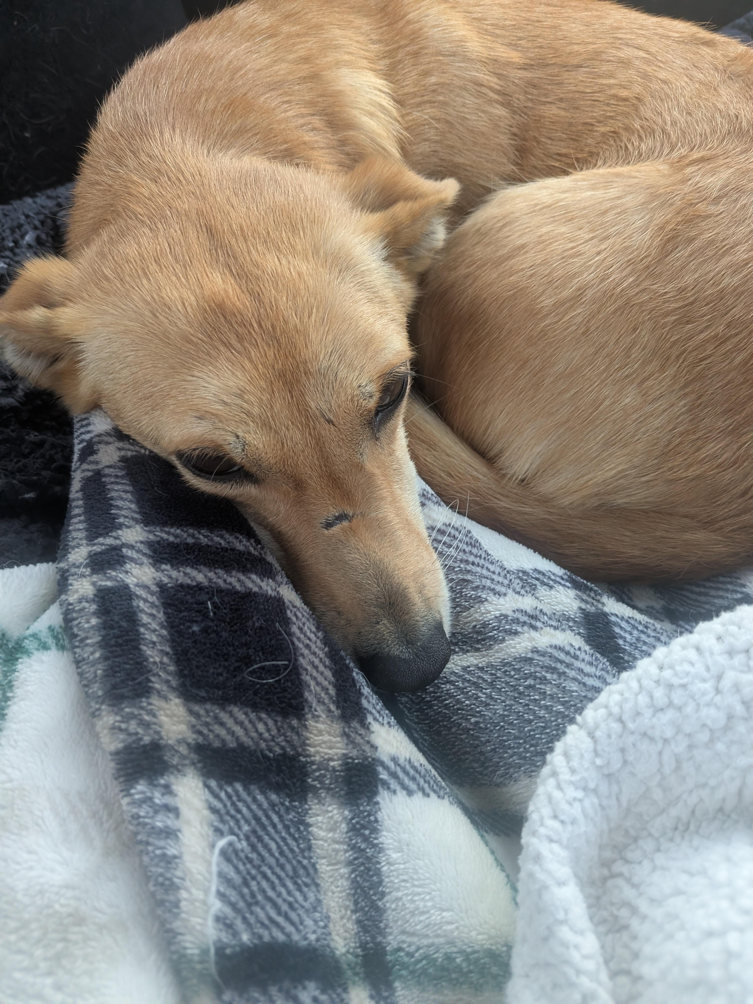 Ayla, an adoption pending mixed breed in Kirkland, WA image 4/4