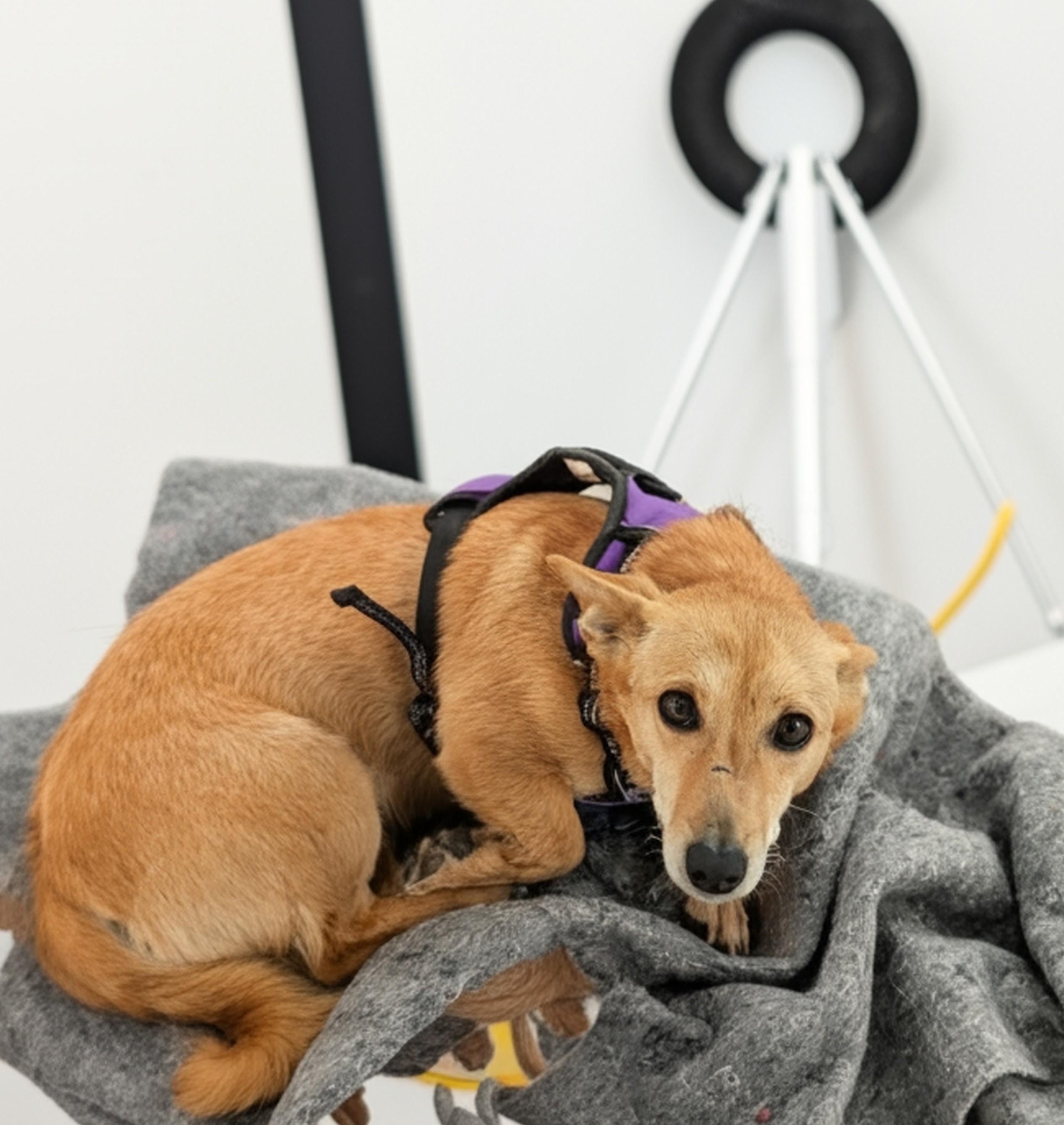 Ayla, a Adoptable mixed breed in Kirkland, WA image 3/3