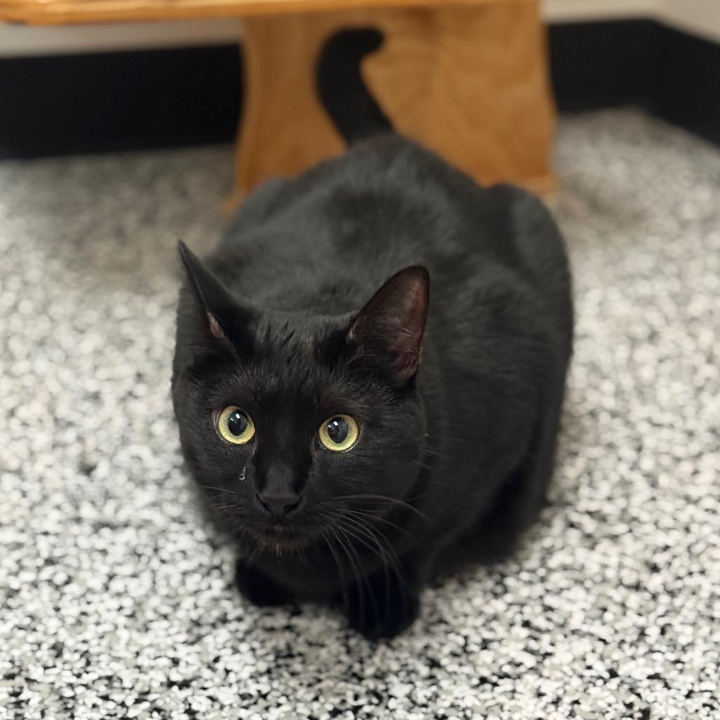 Enlarge Perry, a Adoptable Domestic Short Hair in Ponte Vedra Beach, FL image 1/4