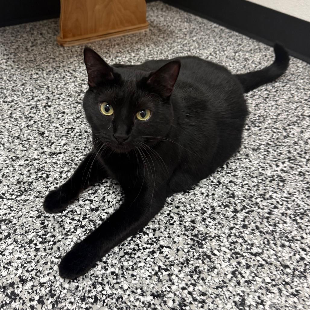 Enlarge Perry, a Adoptable Domestic Short Hair in Ponte Vedra Beach, FL image 2/4