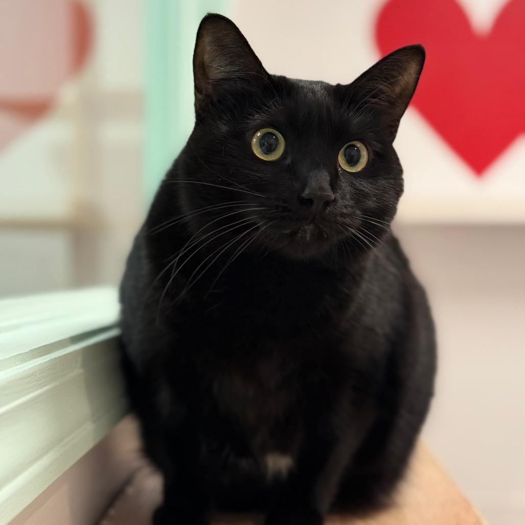 Enlarge Perry, a Adoptable Domestic Short Hair in Ponte Vedra Beach, FL image 3/6