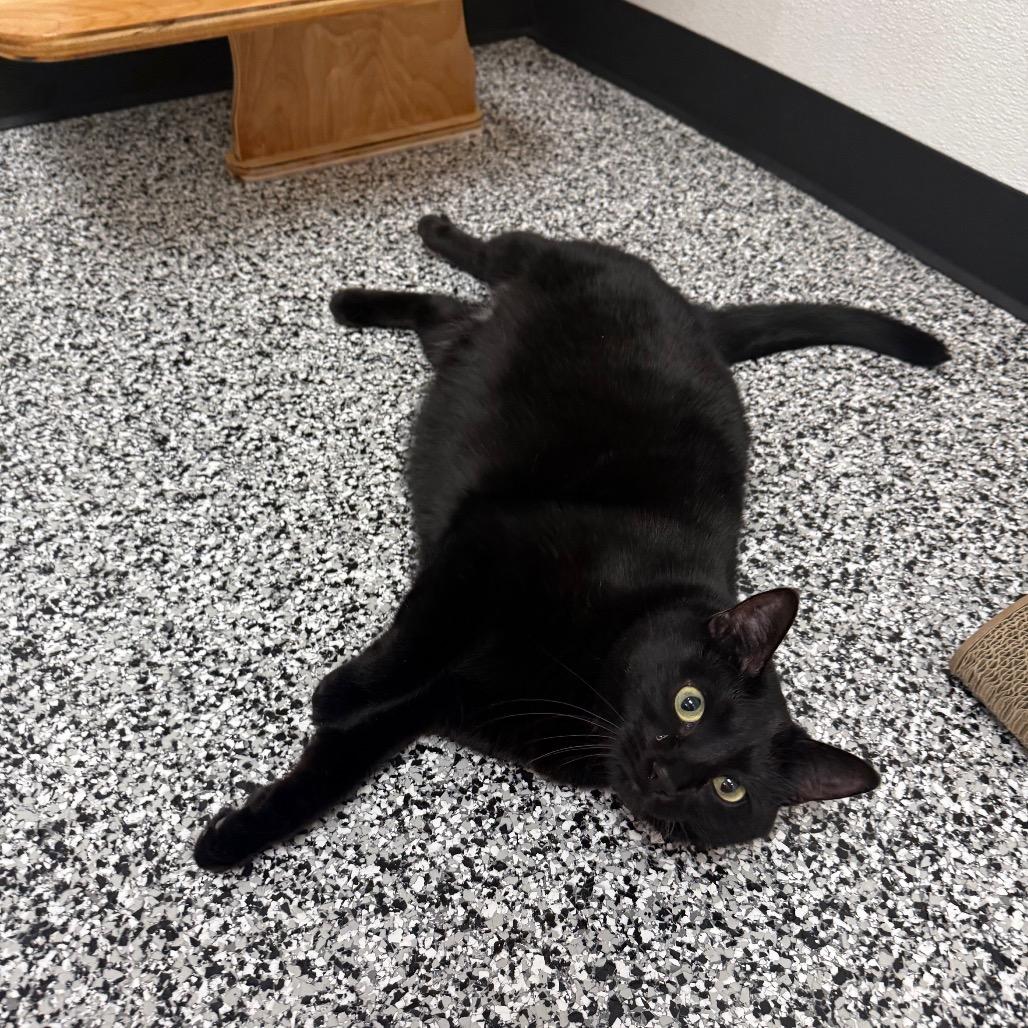 Enlarge Perry, a Adoptable Domestic Short Hair in Ponte Vedra Beach, FL image 3/4