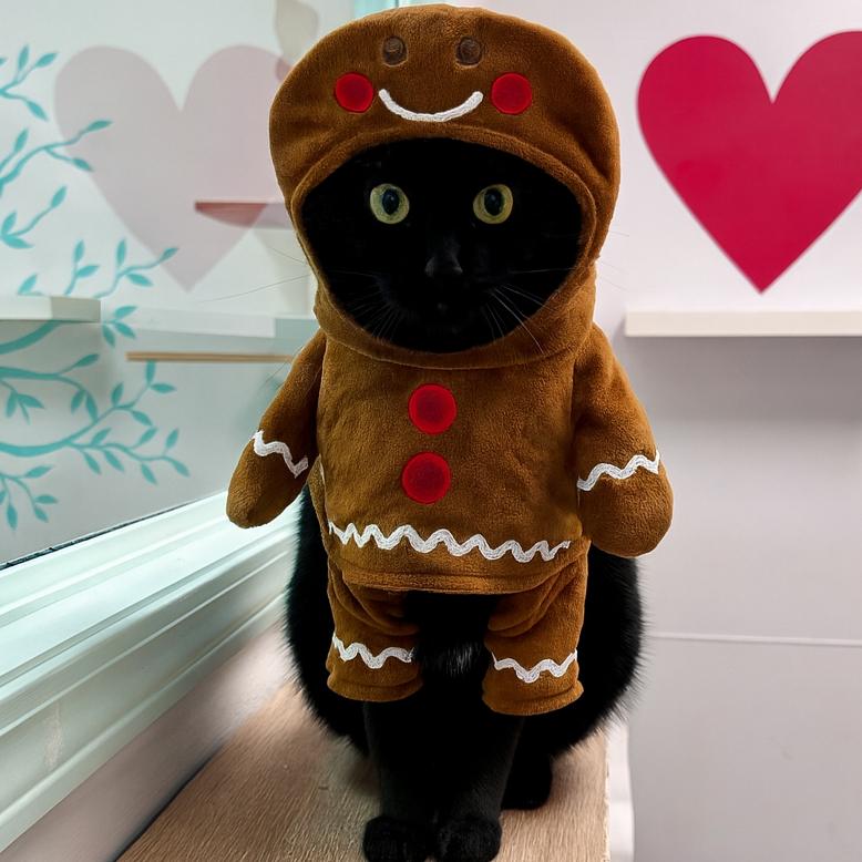 Enlarge Perry, a Adoptable Domestic Short Hair in Ponte Vedra Beach, FL image 4/4