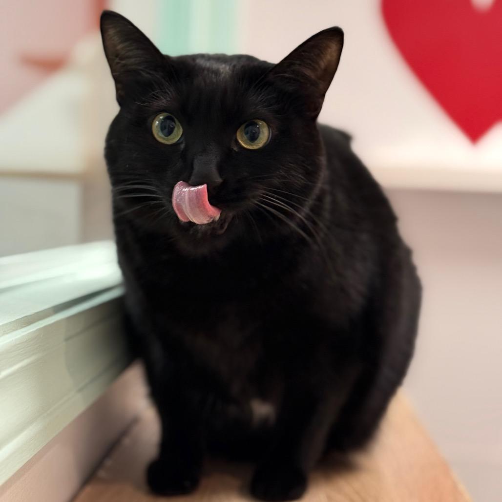 Enlarge Perry, a Adoptable Domestic Short Hair in Ponte Vedra Beach, FL image 6/6