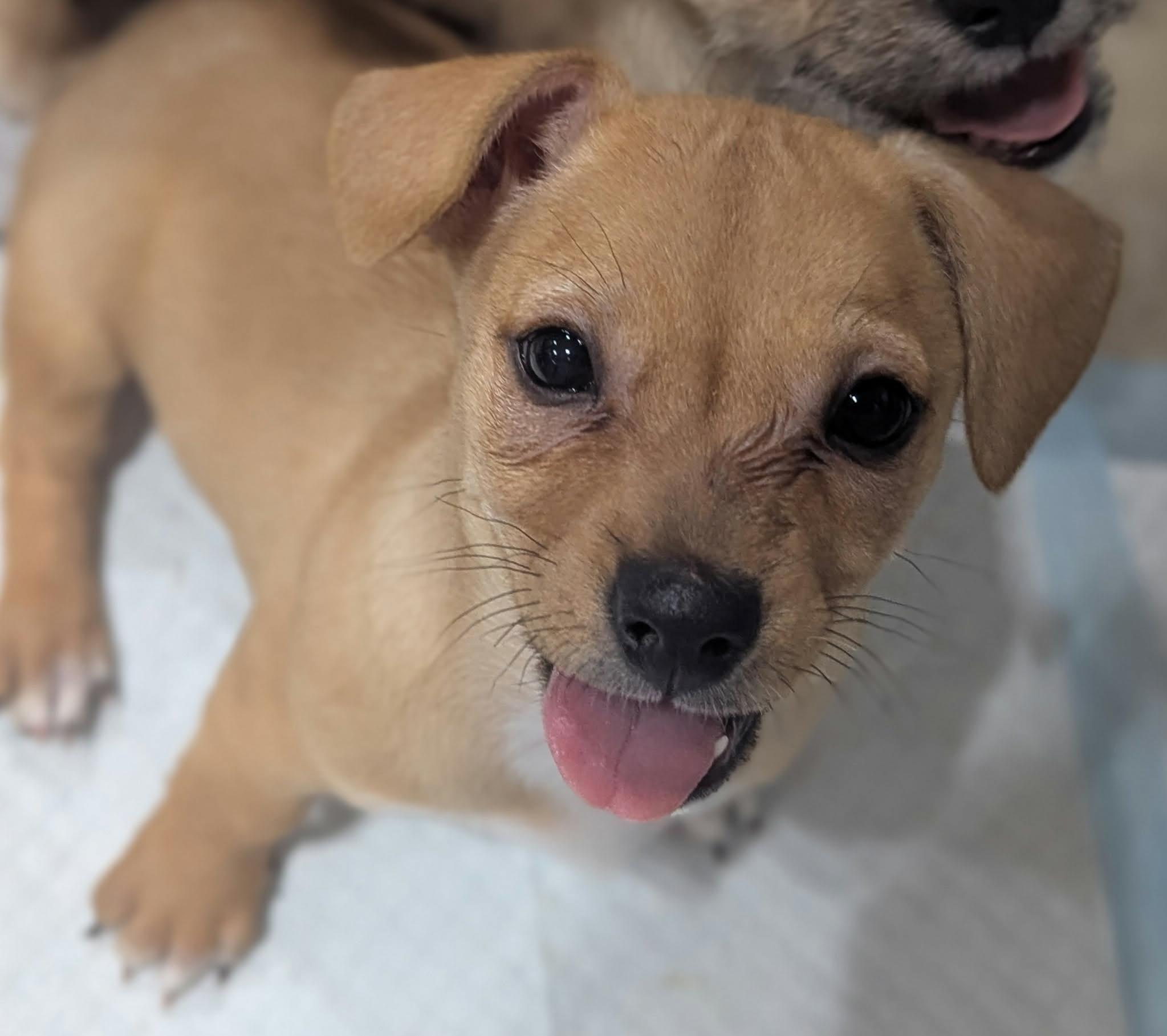 Luna the Border Terrier/ Chihuahua Mix, an adopted mixed breed in Muskego, WI image 3/4
