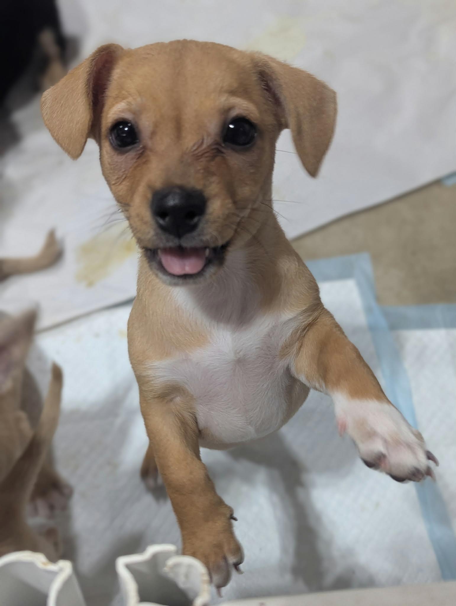 Luna the Border Terrier/ Chihuahua Mix, adopted, Puppy Female Border Terrier & Chihuahua.