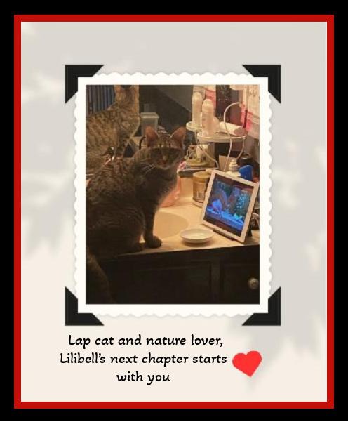 Lilibell: She lost her person, not her heart. A gentle soul seeking her second forever., Adoptable, Adult Female Domestic Short Hair.