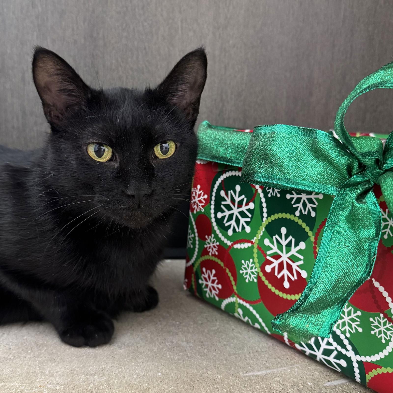 Sarabi, Adoptable, Adult Female Domestic Short Hair.