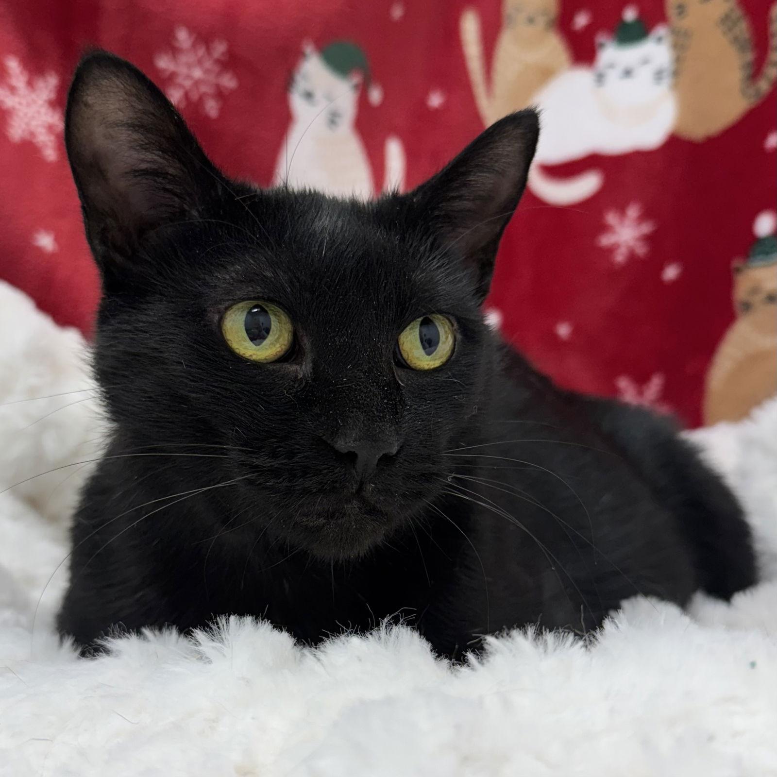 Enlarge Sarabi, a Adoptable Domestic Short Hair in Hanover Park, IL image 2/3