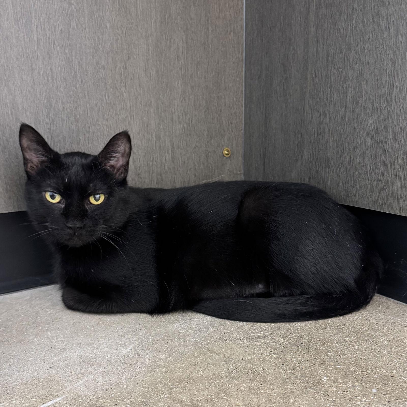 Enlarge Sarabi, a Adoptable Domestic Short Hair in Hanover Park, IL image 3/3