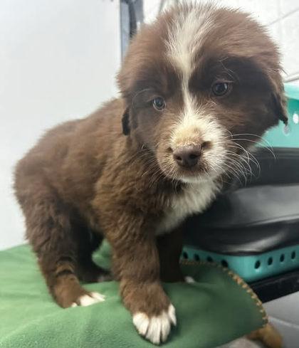 Enlarge Mr. Muddy Pants, a Adoptable mixed breed in Spruce Pine, NC image 1/1