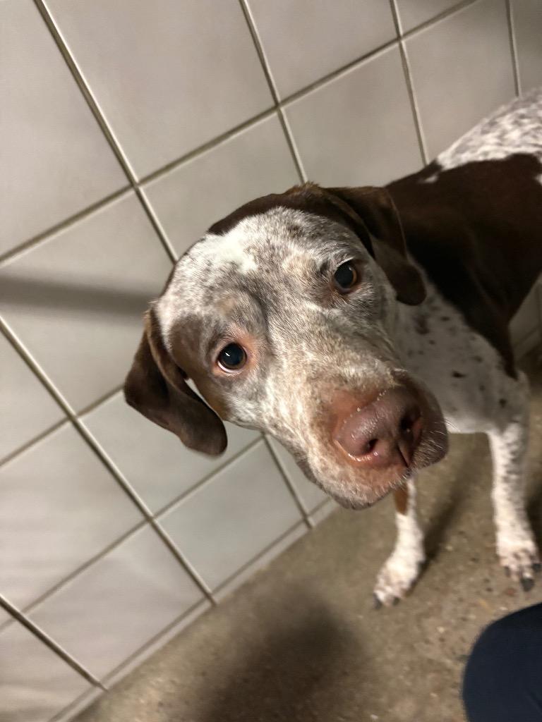 Enlarge Darcy Jo (DJ), a Adoptable mixed breed in Rock Springs, WY image 1/2