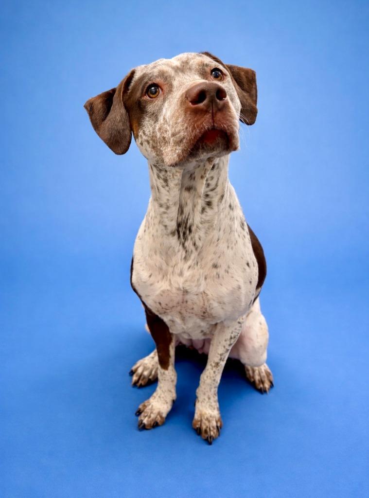 Enlarge Darcy Jo (DJ), a Adoptable mixed breed in Rock Springs, WY image 2/2