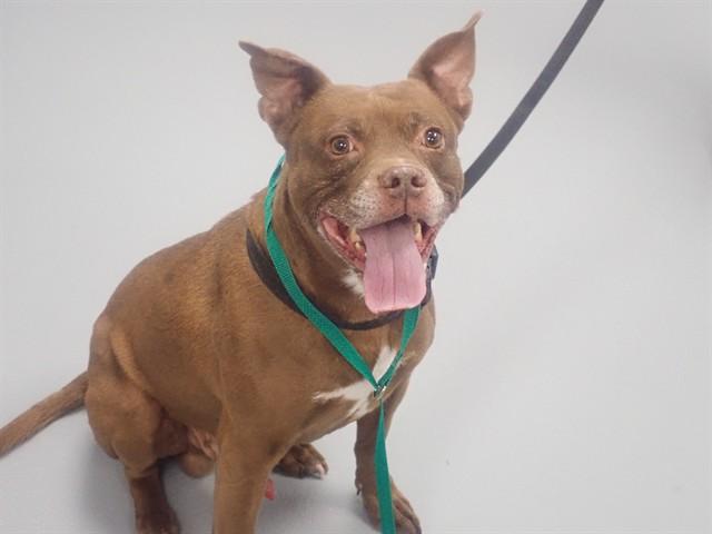 Enlarge RAMSEY, a Adoptable mixed breed in Saint Cloud, FL image 1/1