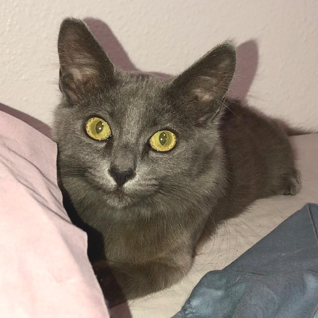 Enlarge Linus, a Adoptable Domestic Short Hair in Los Angeles, CA image 1/3