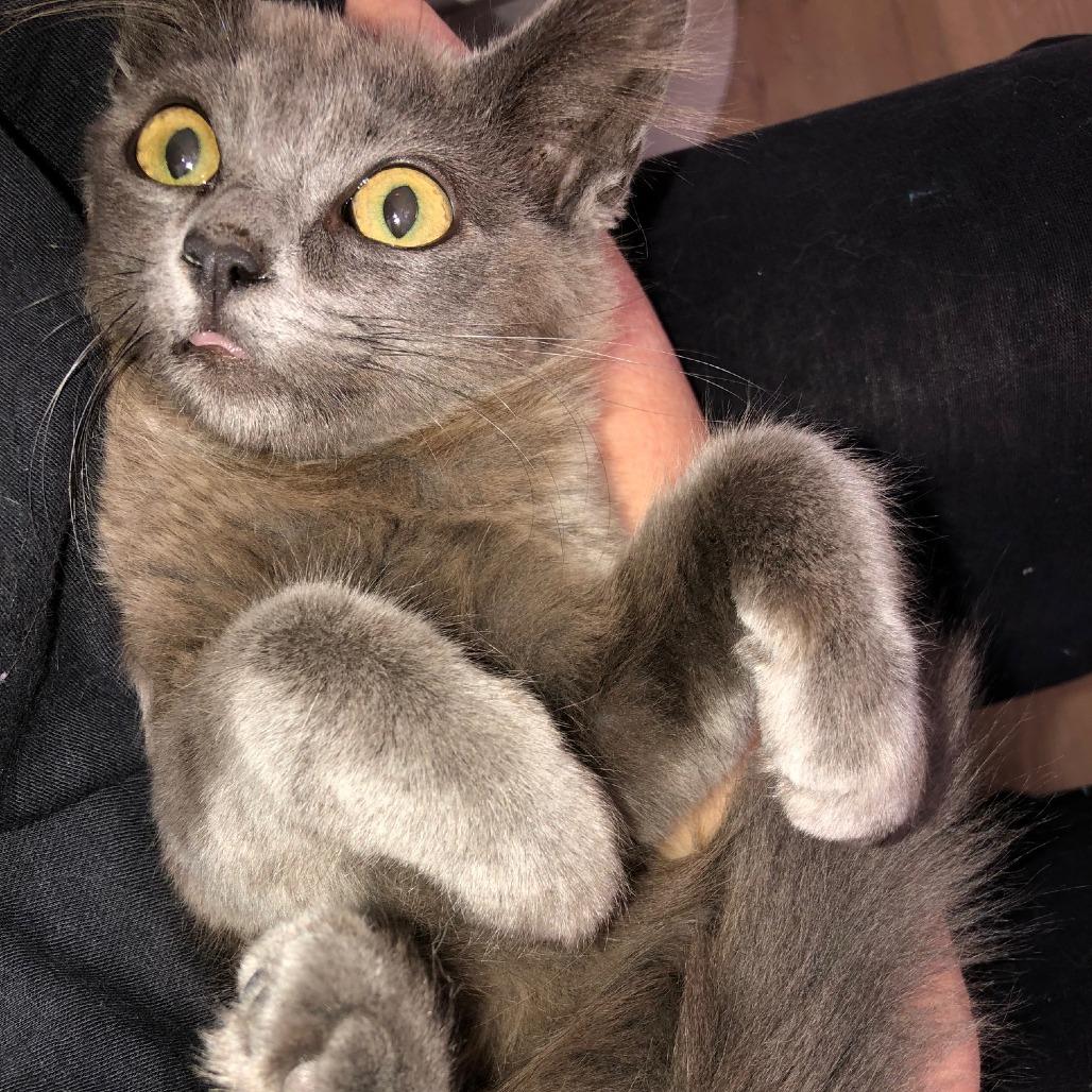 Enlarge Linus, a Adoptable Domestic Short Hair in Los Angeles, CA image 2/3