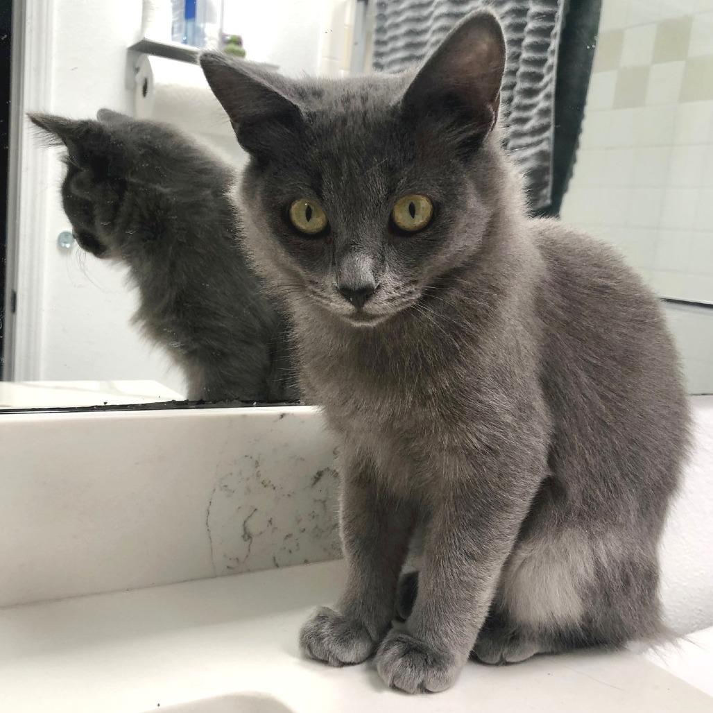 Enlarge Linus, a Adoptable Domestic Short Hair in Los Angeles, CA image 3/3