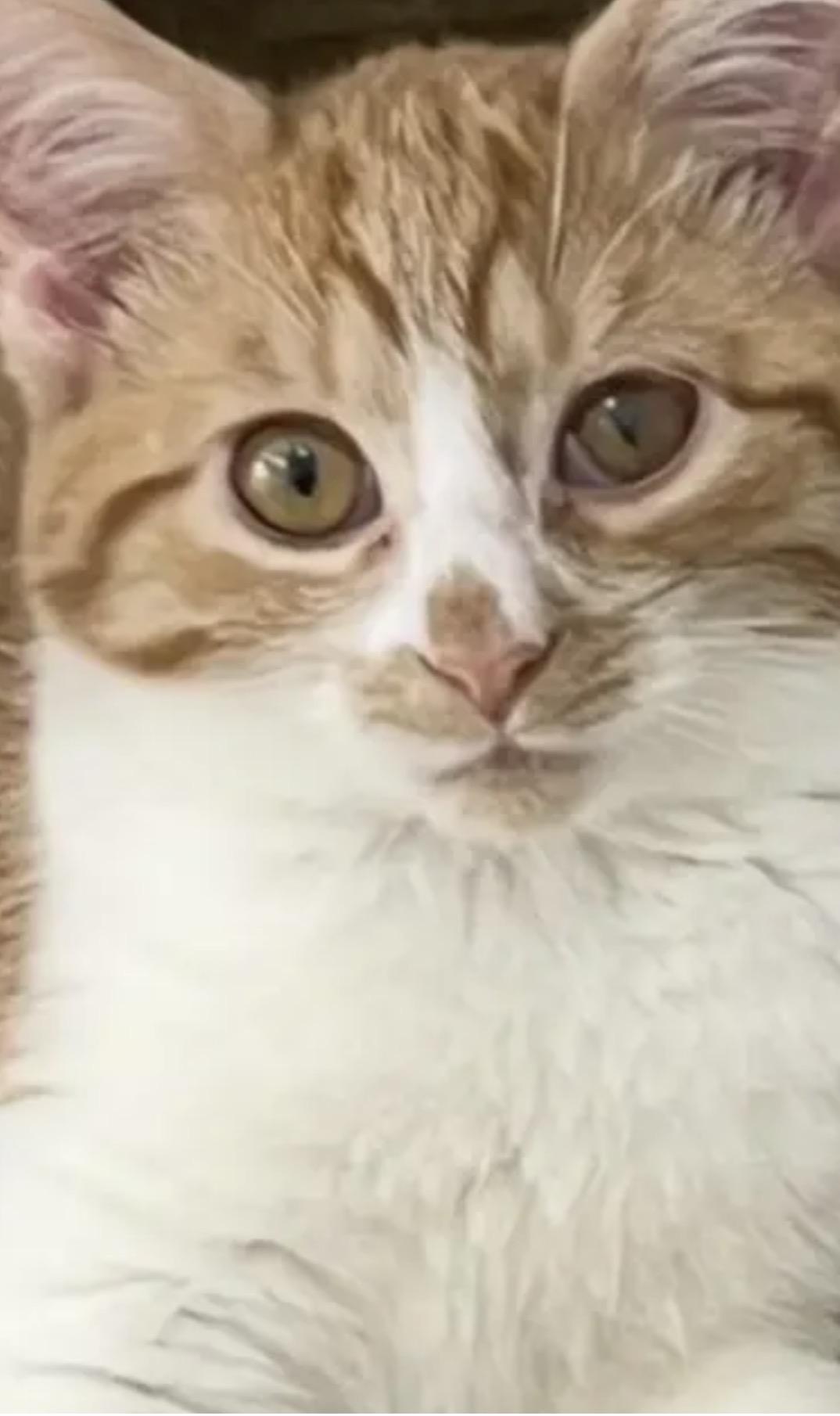 Prince Harry, Adoptable, Young Male Domestic Short Hair.