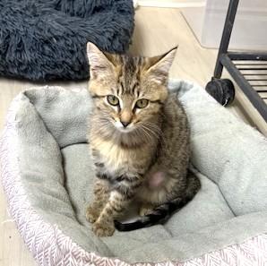 Enlarge Janey, an adopted mixed breed in Long Beach, WA image 5/6