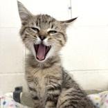 Janey, adopted, Kitten Female Domestic Short Hair & Tabby.