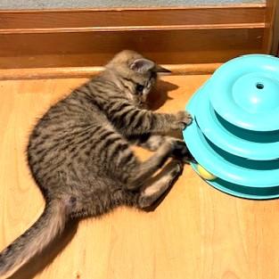 Enlarge Janey, an adopted mixed breed in Long Beach, WA image 3/6