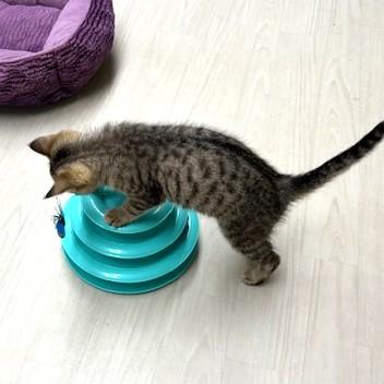 Enlarge Janey, an adopted mixed breed in Long Beach, WA image 4/6