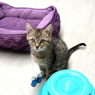 Enlarge Janey, an adopted mixed breed in Long Beach, WA image 6/6