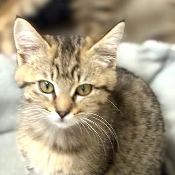 Enlarge Janey, an adopted mixed breed in Long Beach, WA image 2/6