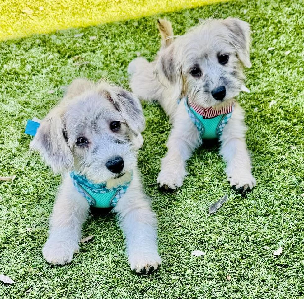 Dyson Miller, an adoptable Havanese, Miniature Schnauzer in Plano, TX, 75093 | Photo Image 1