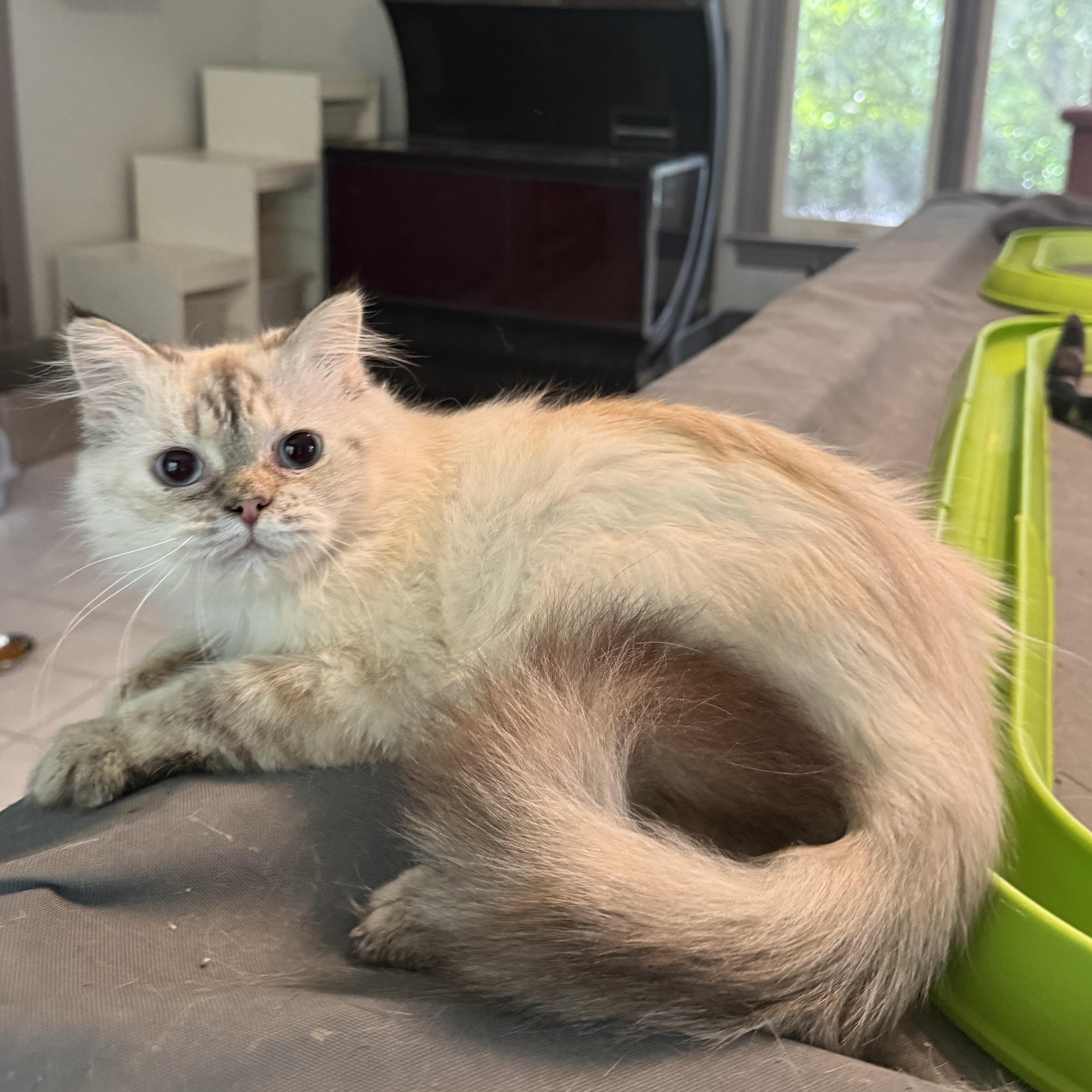 Enlarge Marvelous Muffin - Ragdoll from Egypt, a Adopted mixed breed in Woodbridge, VA image 5/6