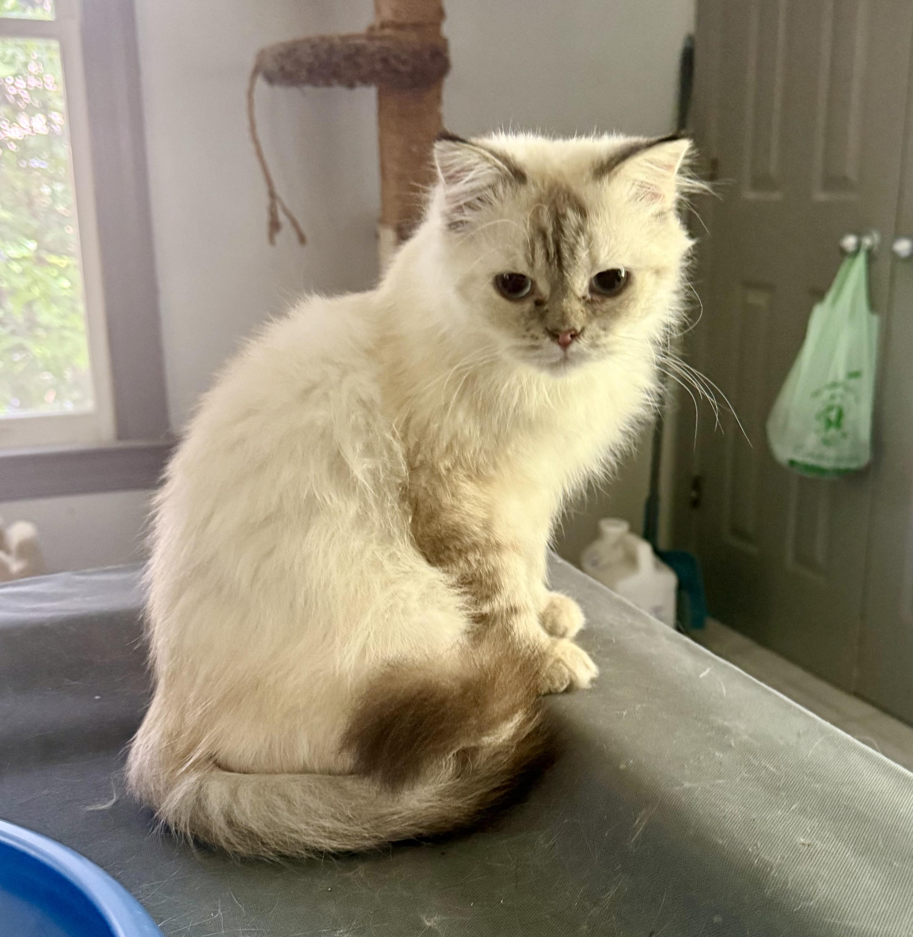 Enlarge Marvelous Muffin - Ragdoll from Egypt, a Adopted mixed breed in Woodbridge, VA image 3/6